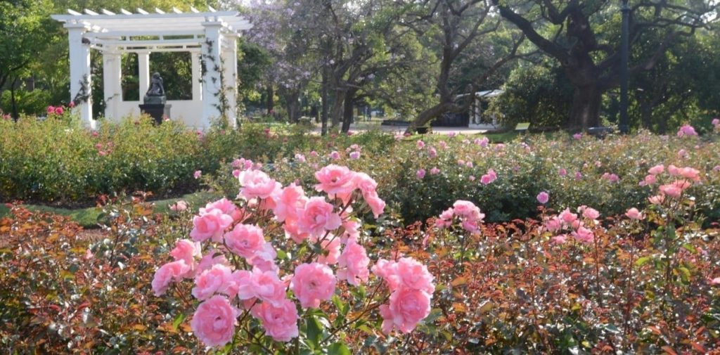MANTENIMIENTO DEL ROSEDAL